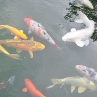 /album/galerie-de-photos-page-daccueil/poissons-jpg/