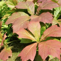 /album/galerie-de-photos-page-daccueil/rodgersia-jpg/